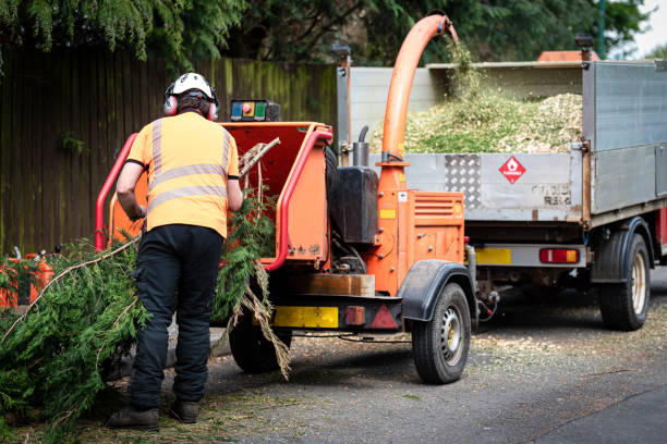 Best Stump Grinding Near Me  in Suncrest, WA